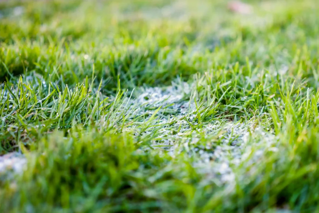 a damp patch of grass