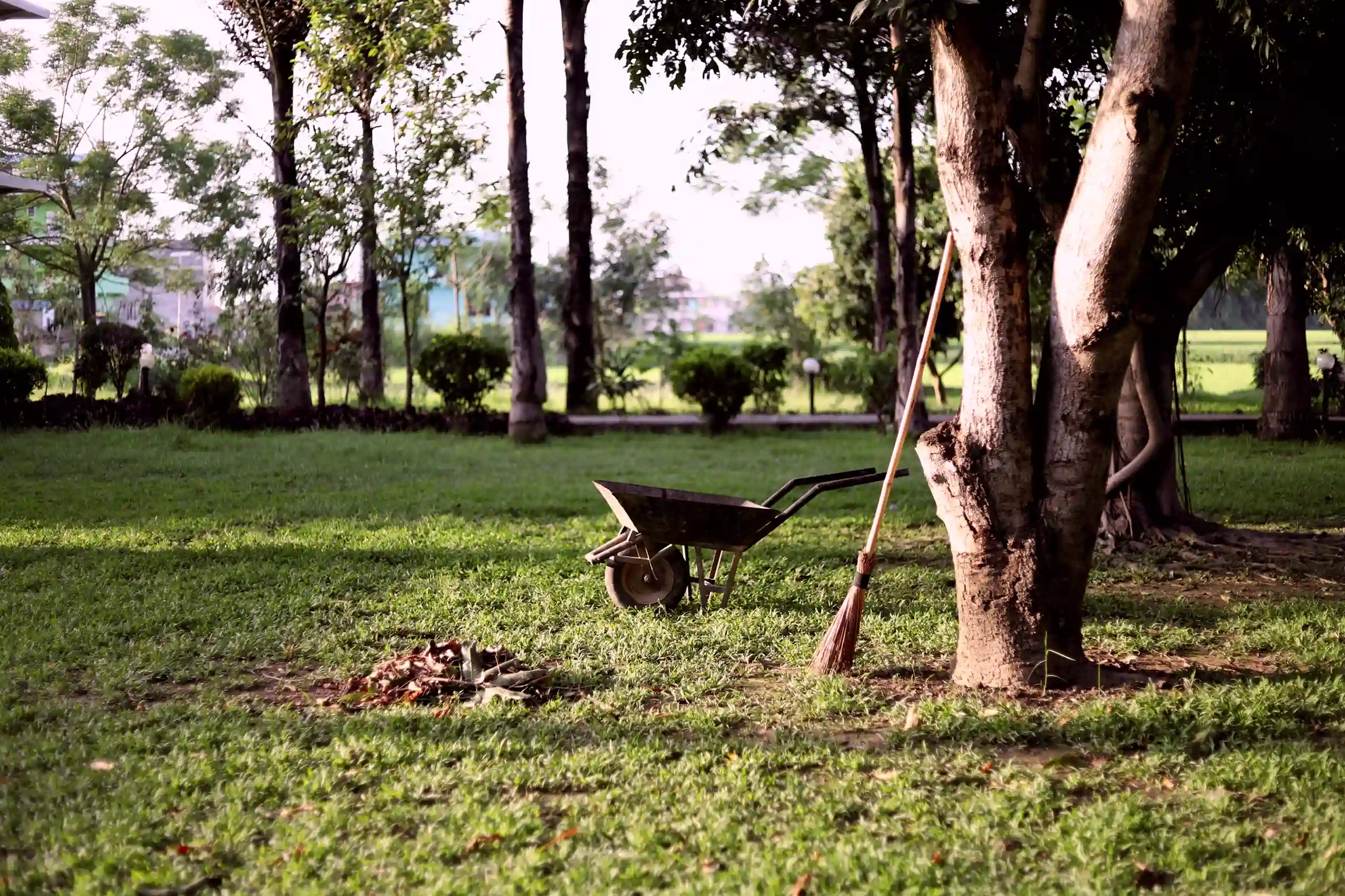 a grassy field with a tree and wheelbarrow in the shot