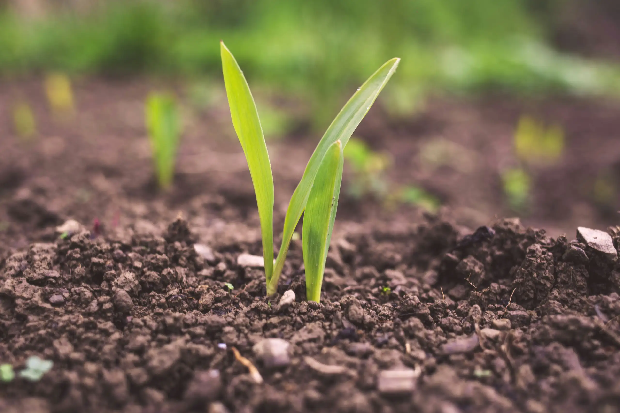 grass seed beginning to sprout in soil