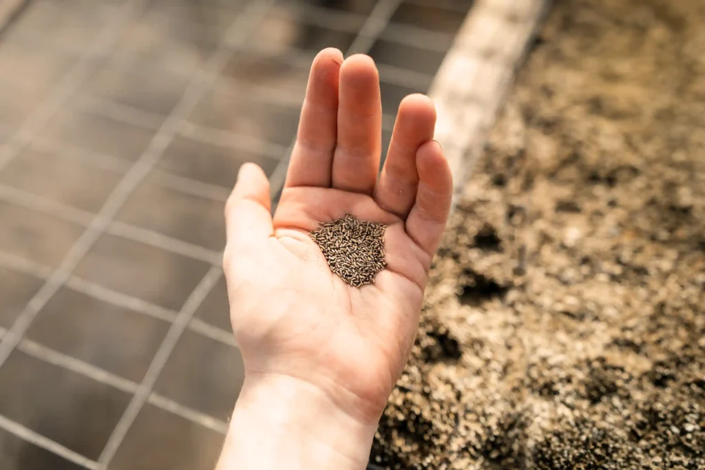 a hand holding grass seed