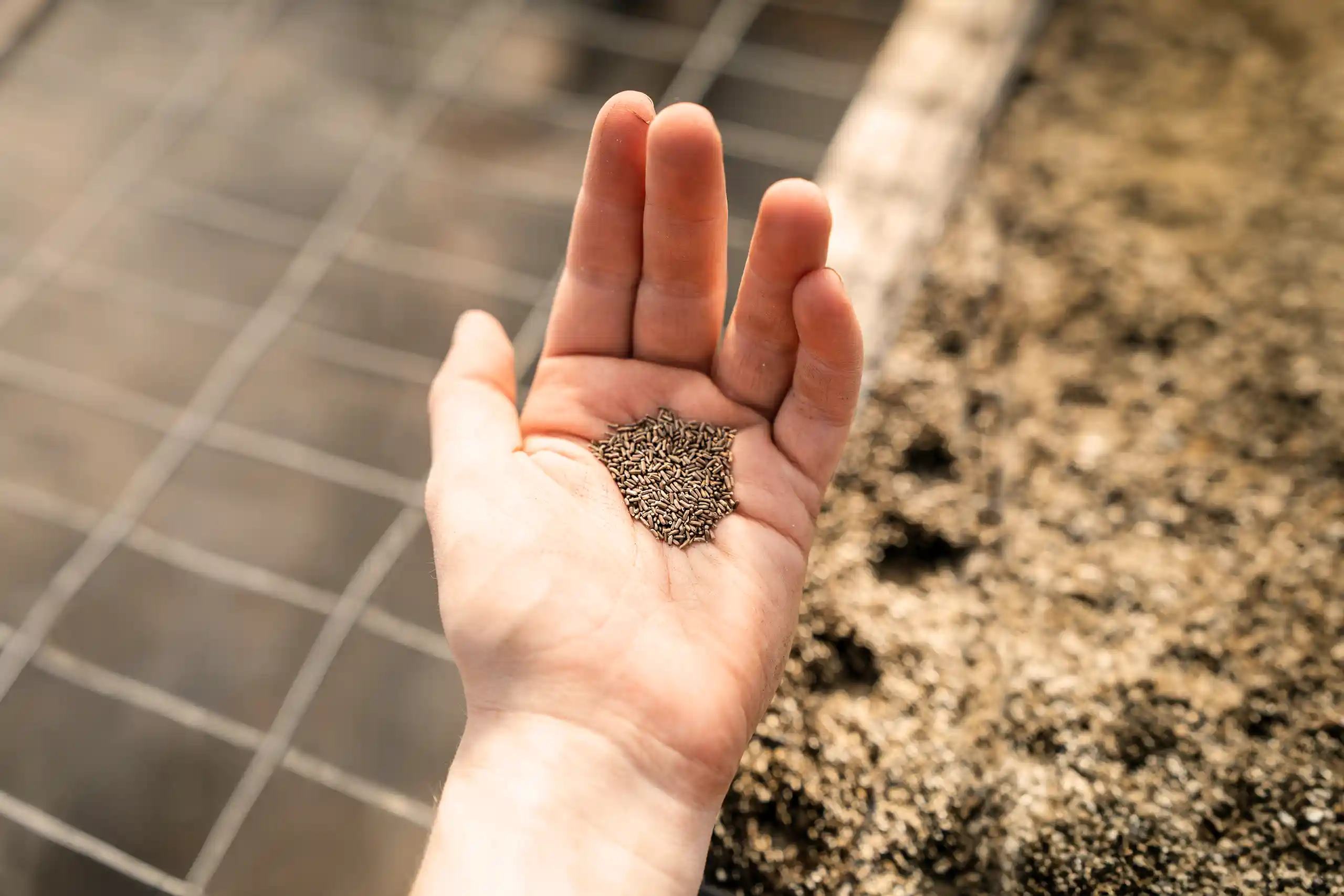 a hand holding grass seed