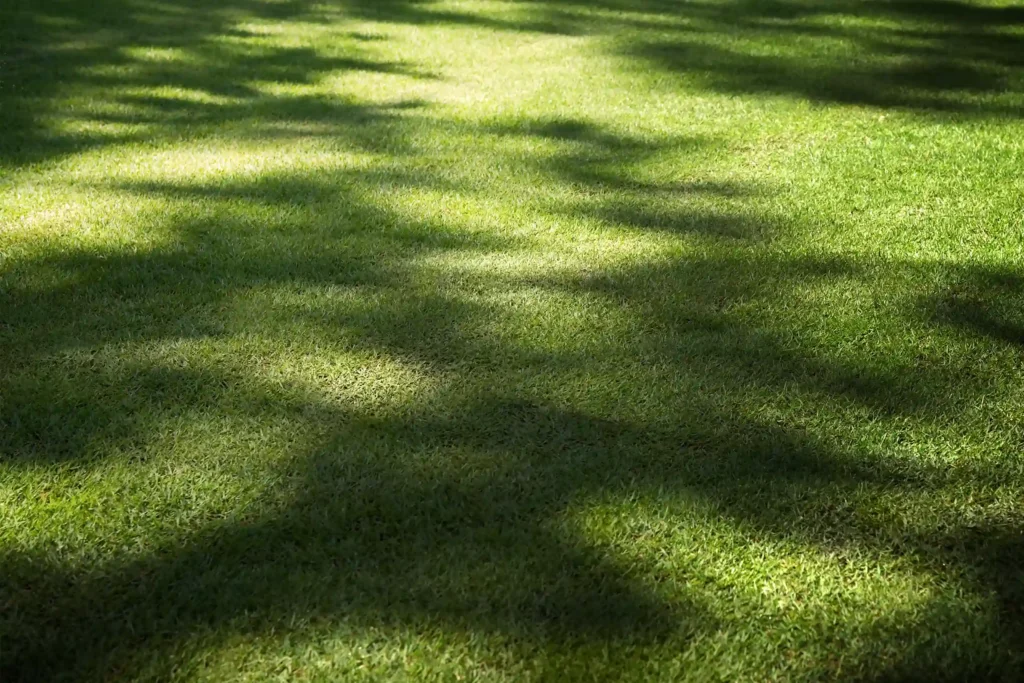 trimmed grass with shady and sunny patches