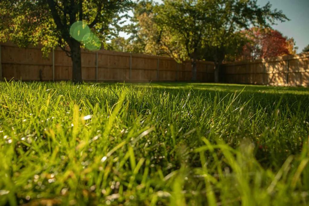 grass in the sunshine with a fence in the background