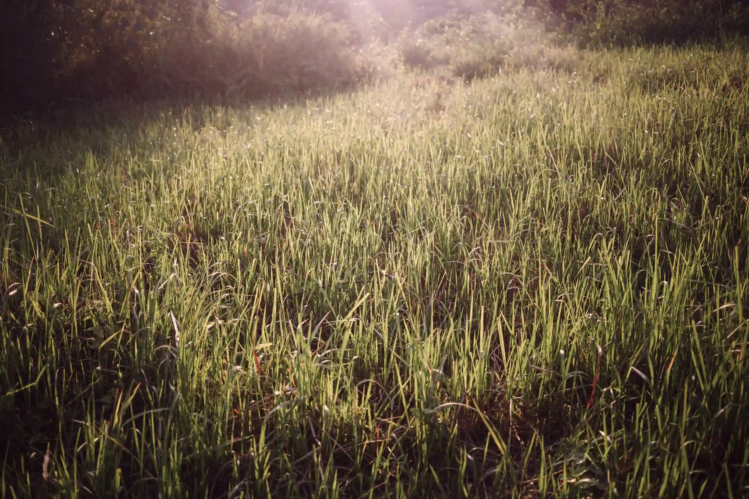 grass in cold weather with sunshine