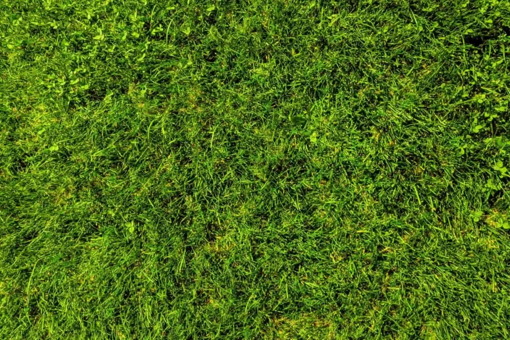 a closeup of lush green grass