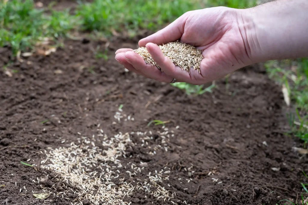 grass seed pouring out of a hand onto the soil