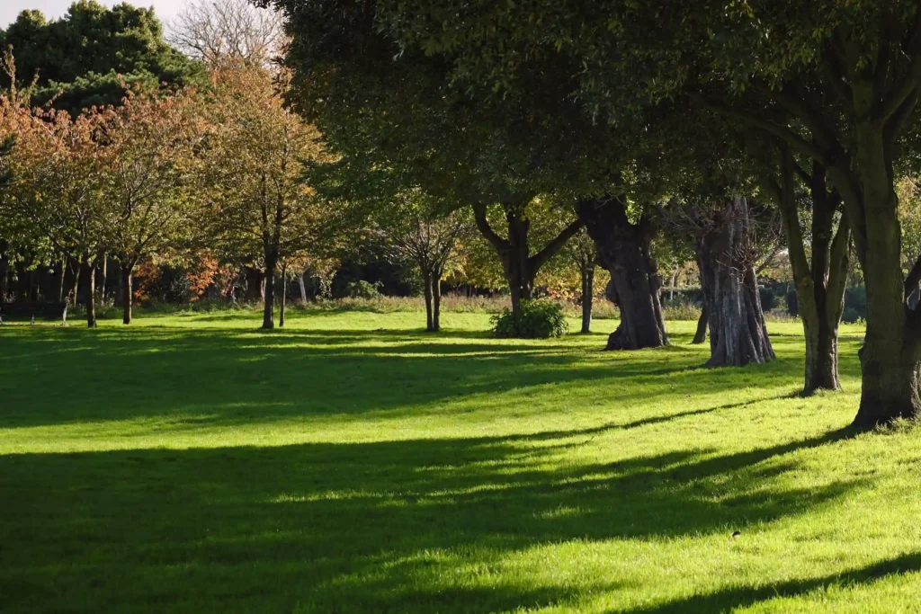 a sunny field with trees casting shade on the grass