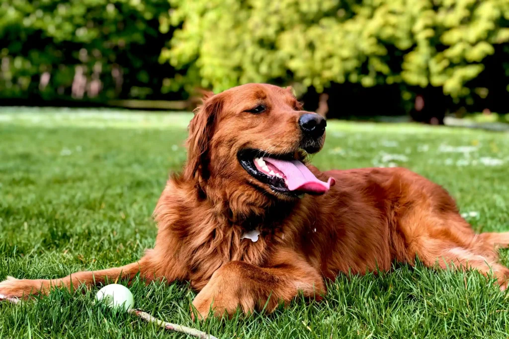 a dog lying on a lawn with a toy