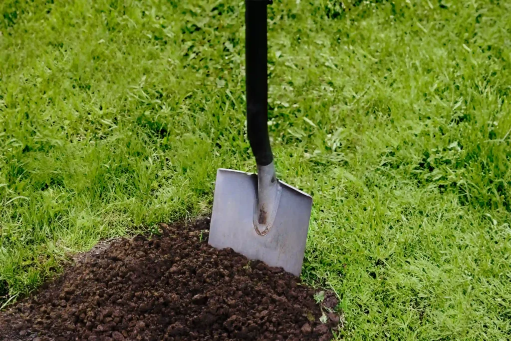 a spade standing up on a lawn with fertiliser being applied