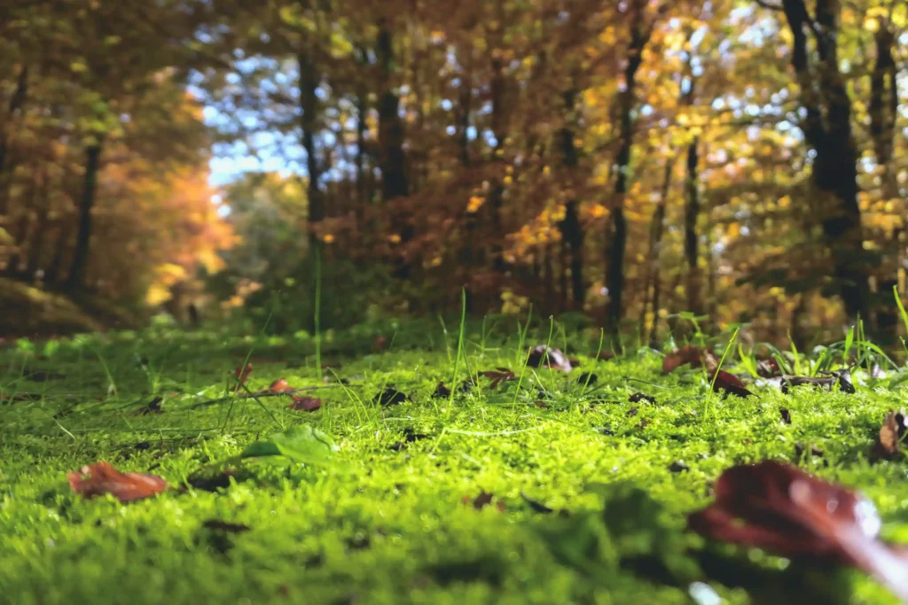 a mossy lawn in the spring