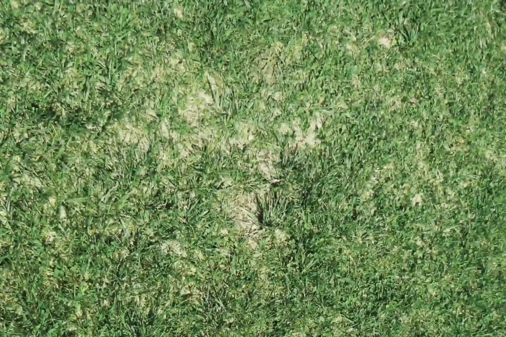 a close up view of patchy grass