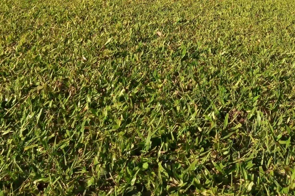 a close up view of patchy and uneven grass