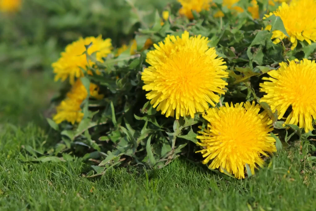 weeds with yellow flowers