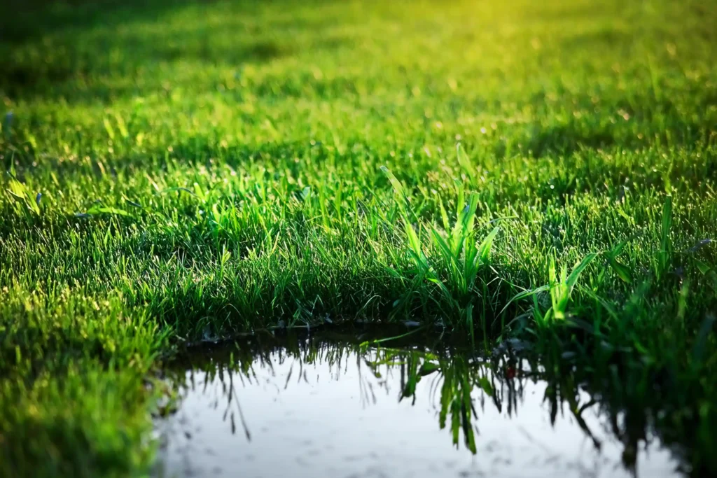 a wet and boggy lawn